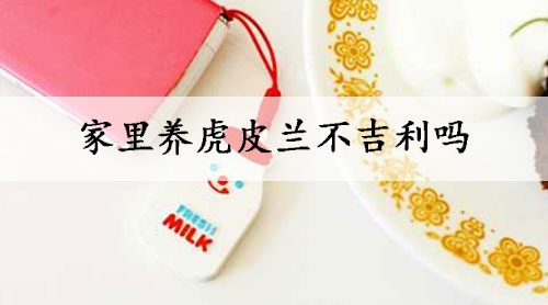 家里养虎皮兰不吉利吗
