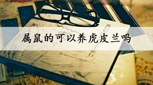 属鼠的可以养虎皮兰吗