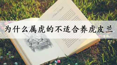 为什么属虎的不适合养虎皮兰
