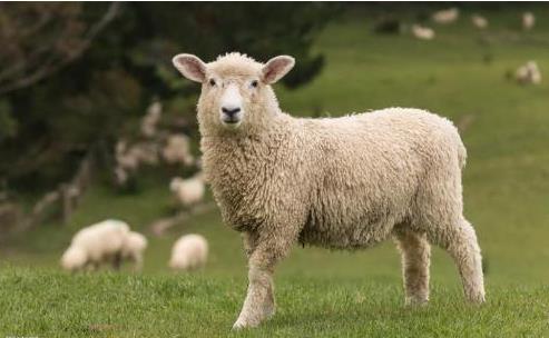 周易大师秦阳明谈流月运势