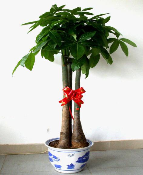风水大师告诉你快速聚财的物品