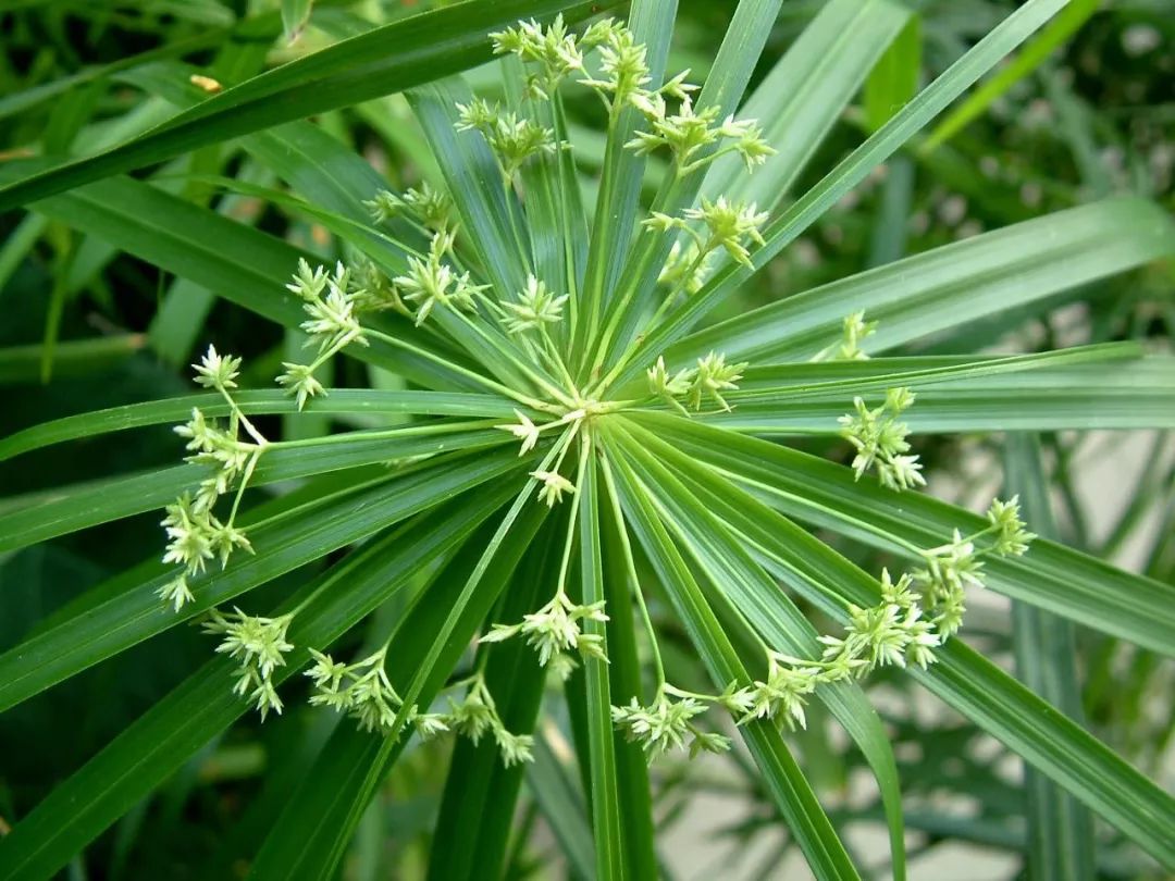 风水大师秦阳明分析房屋装修的风水禁忌