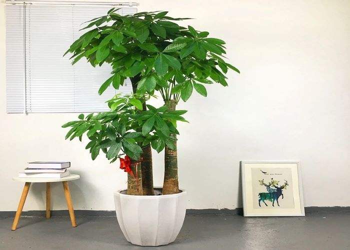 风水财位摆放都有哪些事项需要注意?