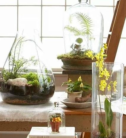住宅院子最忌讳养什么植物?