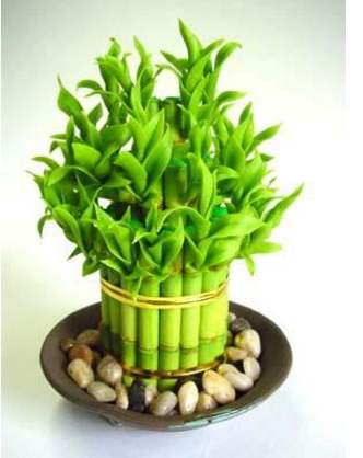 办公室内五大风水植物