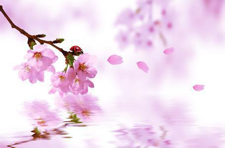 中国风水师秦阳明讲有助于桃花运的家居风水布局