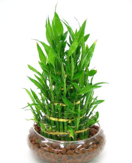 风水师秦阳明讲在厨房里摆放什么植物提升财运?