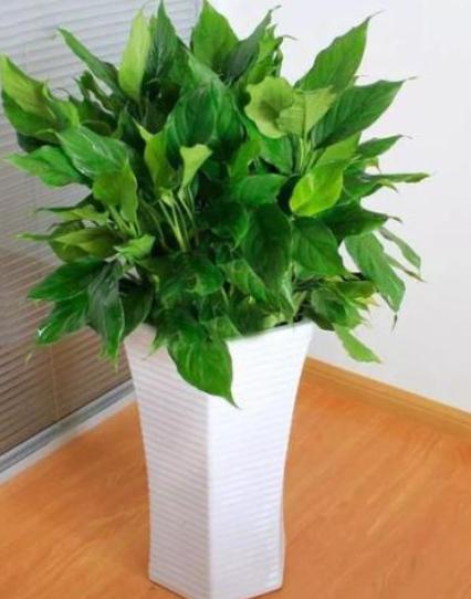 厨房风水讲厨房放什么植物招财—万年青