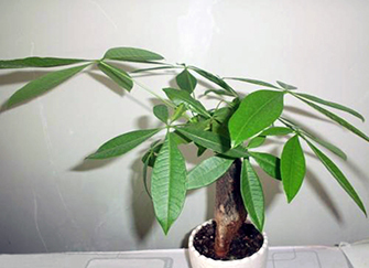 天津家居风水 生财植物摆放在哪里能招财聚财