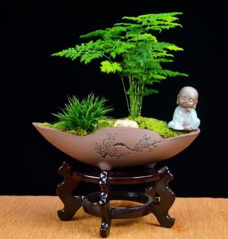 风水植物文竹摆放在适宜的位置