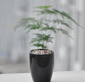 风水植物 文竹摆放有哪些禁忌?
