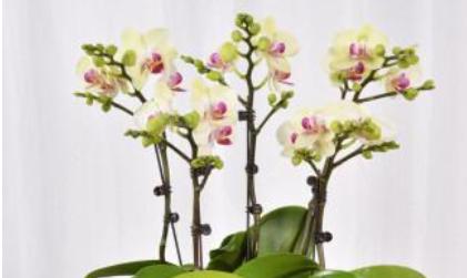 中国风水大师秦阳明解读绿植花卉有风水讲究