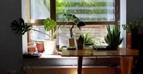 中国风水大师秦阳明讲绿植花卉在室内位置图和选择