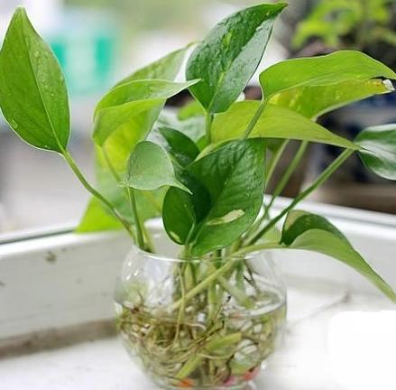 北京风水大师秦阳明讲桌上可以放置水生植物提升孩子学业