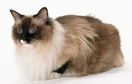 中国风水师秦阳明讲关于猫咪在风水上有哪些讲究?