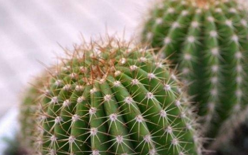 北京风水大师秦阳明分析不利于家居风水的植物
