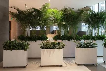 公司大门忌大叶植物 公司大门忌大叶植物