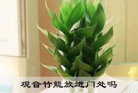 观音竹能放进门处吗