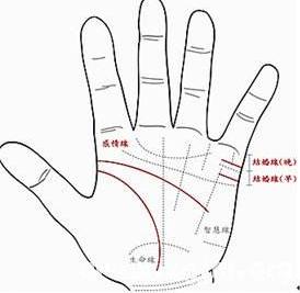 从手相看你一生有几个孩子? 从手相看你一生有几个孩子?