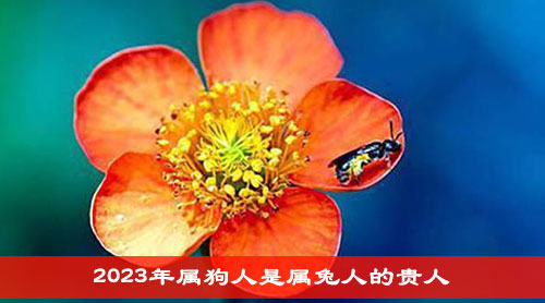 2023年属狗人是属兔人的贵人 2023年属狗人是属兔人的贵人