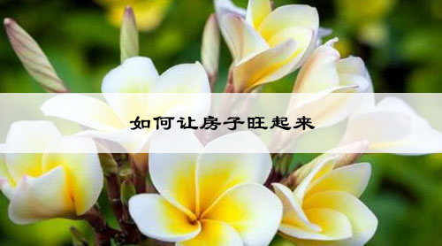 如何让房子旺起来