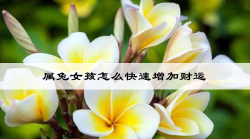 属兔女孩怎么快速增加财运