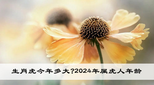 生肖虎各年份对应年龄