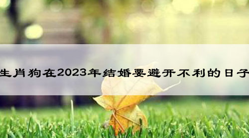 生肖狗在2023年结婚要避开不利的日子