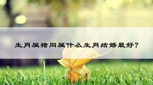 生肖属猪同属什么生肖结婚最好?