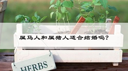 属马人和属猪人适合结婚吗?