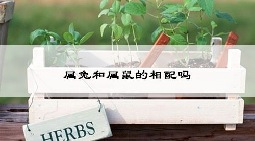 属兔和属鼠的相配吗