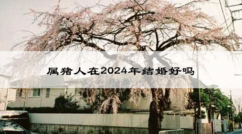 属猪人在2024年结婚好吗